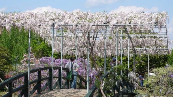 【千葉県内※銚子・茂原発着ルートを除く発】 国産網目メロン1玉付! 世界に誇る藤の楽園「あしかがフラワーパーク」と 碧の楽園「国営ひたち海浜公園のネモフィラ」3